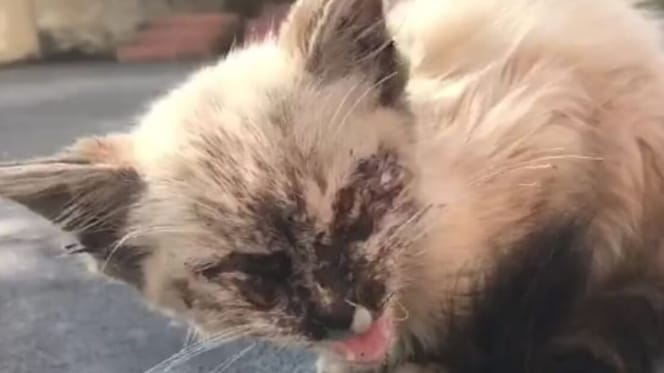 white kitten with dark face