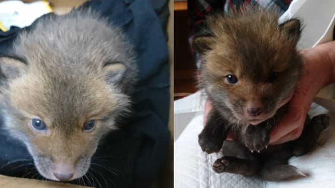 Montage of fox cub