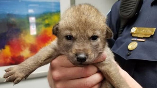 Baby coyote