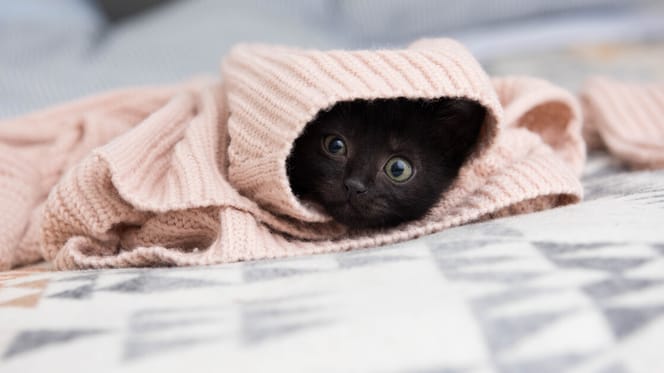 black kitten hiding under pink blanket