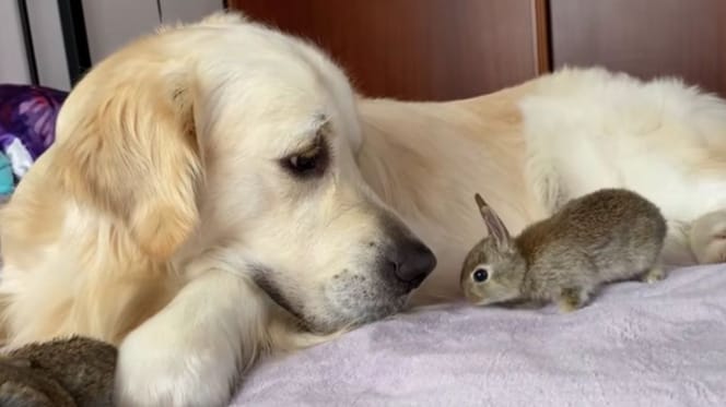 Golden retriever becomes proud mother to five baby bunnies (video)