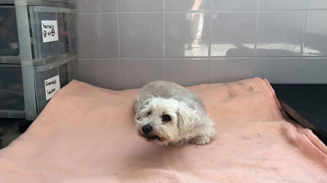 Small white dog lies in a kennel