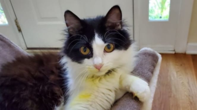 Cat owners need to undertand the dangers of houseplants