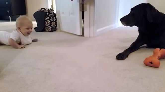 baby crawling on floor towards black labrador