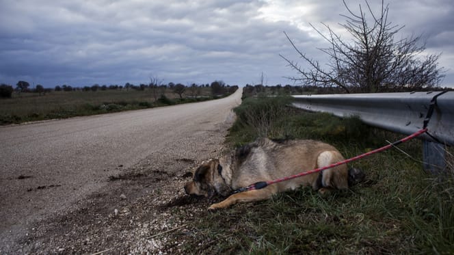 perro atado abandonado carretera