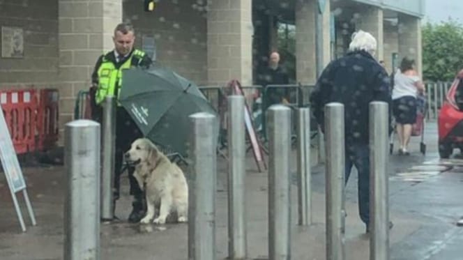 security guard sheltering golden retriever from rain with black umbrella