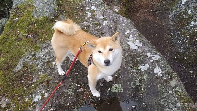 Shiba Inu Iris