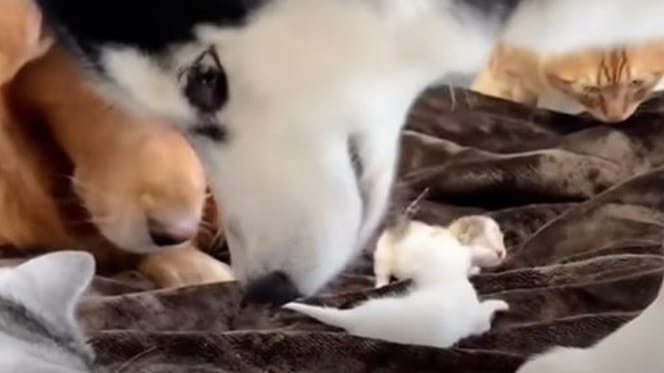 golden retrievers and husky sniffing new born kittens