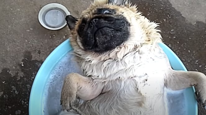 video perro raza pug durmiendo agua