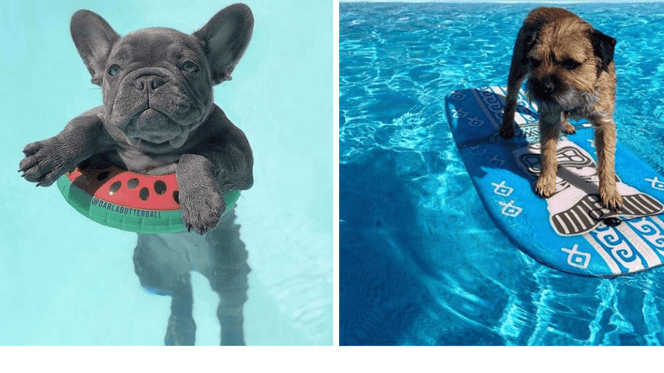 perros en la piscina