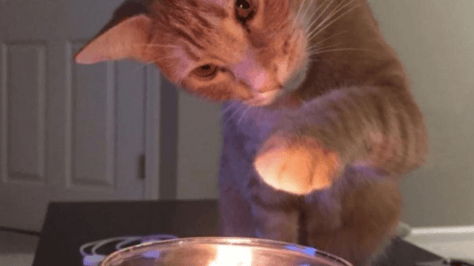gato toca una vela