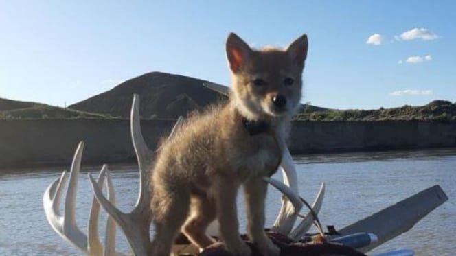 Coyote puppy on a canoe