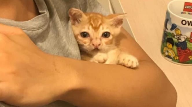 kitten with underbite held in arms