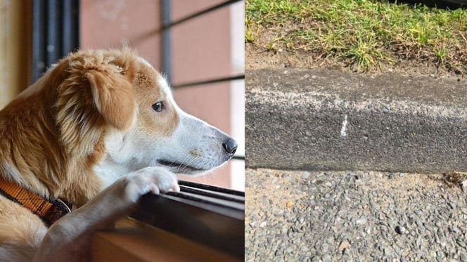 Dog looking out window/markings on ground