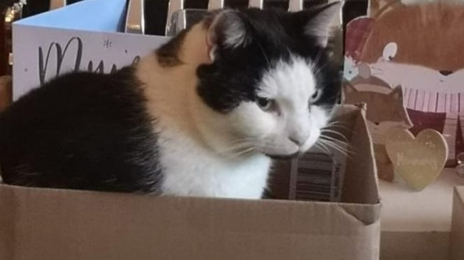 A picture of Thomas the feline thief in a box