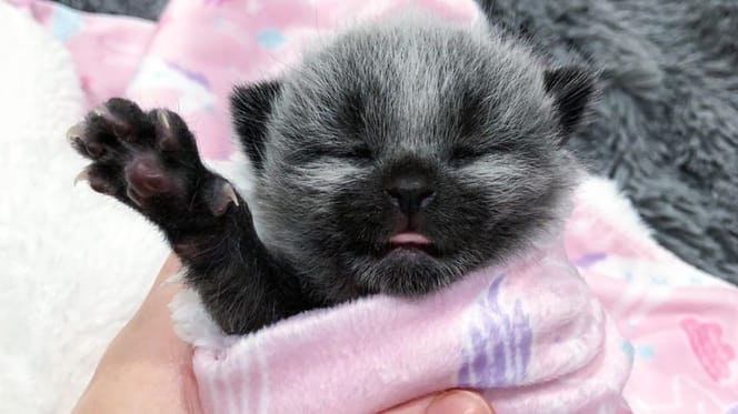 Graues Katzenbaby mit Milchfläschchen