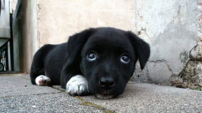 cucciolo nero con sguardo triste