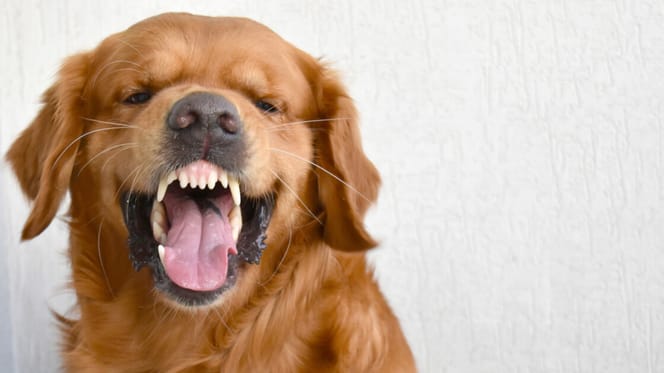 Golden Retriever zeigt die Zähne