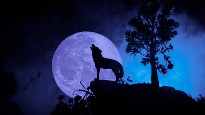 perro aullando a la luna