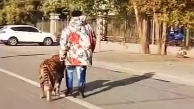 hombre pasea perro disfrazado tigre