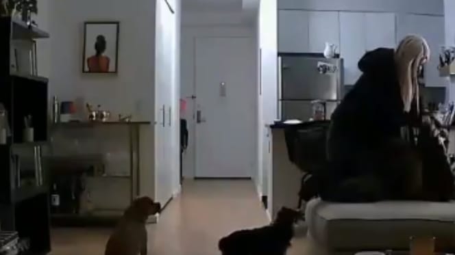 Dog walker surveillance footage