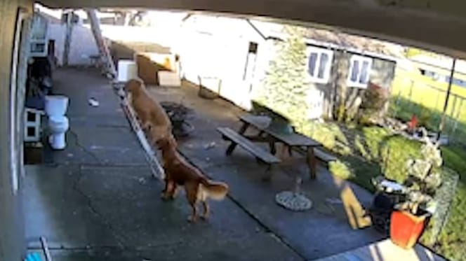 Der Hund auf der Leiter.