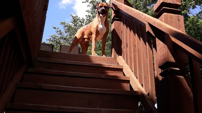 Bokser pomaga niewidomemu przyjacielowi zejść ze schodów i podbija serca internautów