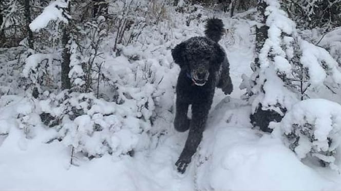 perro de color oscuro caminando sobre la nieve