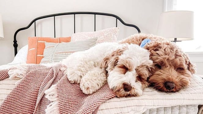 Labradoodles 5 you need to follow right this instant