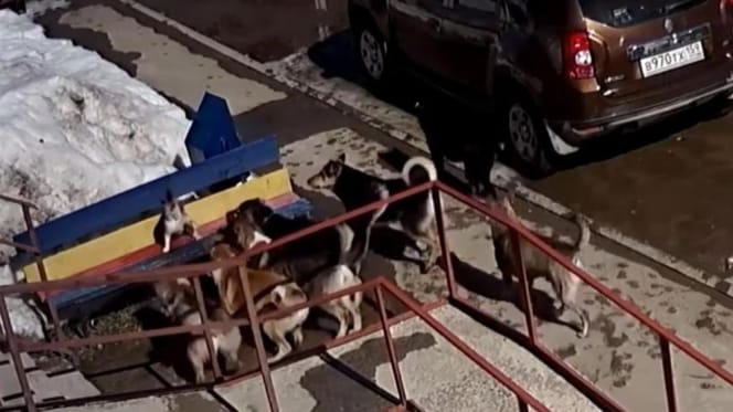 Die Hunde gehen auf die Katze los