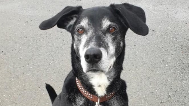 Der mutige Dobermann-Mischling.