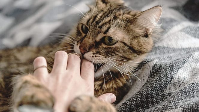 Kat bijt in de hand van zijn/haar verzorger