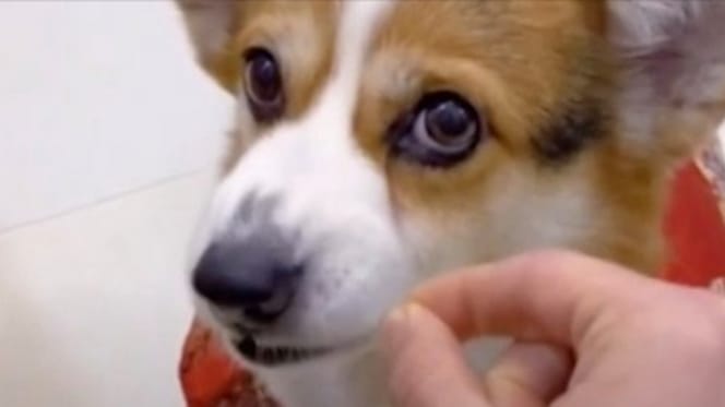 braun-weißer Corgi mit rotem Pulli