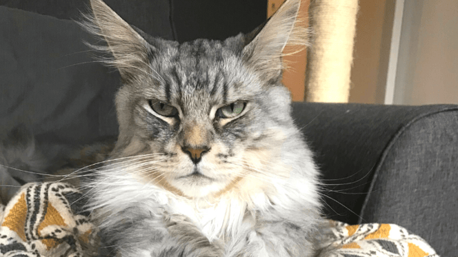 Weiße Katze sitzt auf Bett