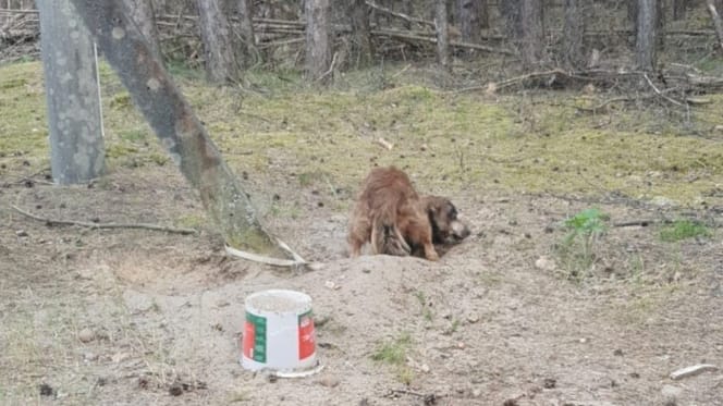 Der ausgesetzte Hund.