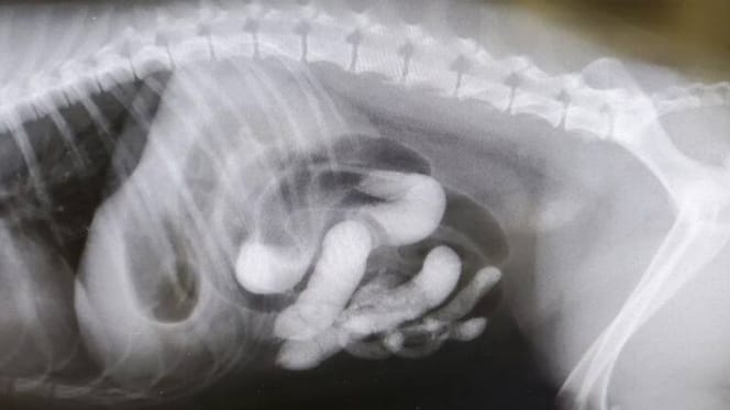radiografia perra
