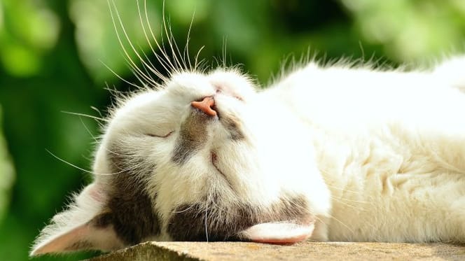 Kat geniet in de vensterbank van de zon