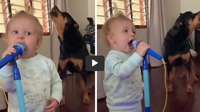bebe y rottweiler cantando