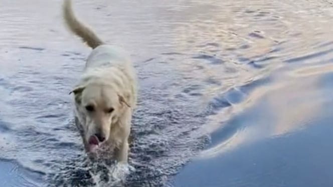 perro cruzado liandola parda en el lago