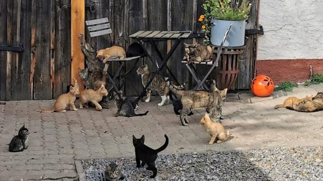 Katzen auf Hof