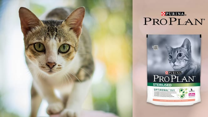Pro Plan Sterilised Cat kibble The best food for sterilised cats