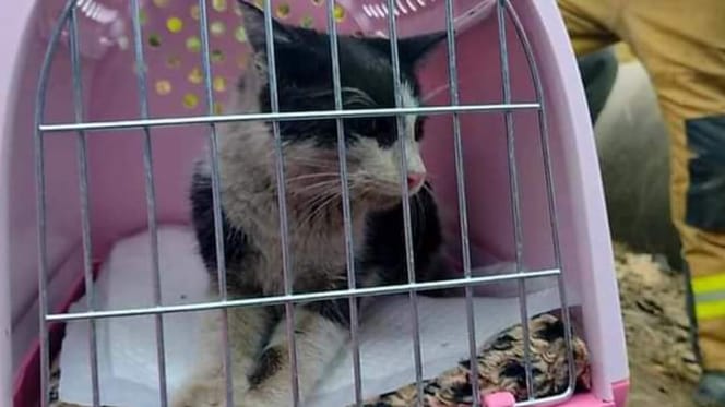 gato rescatado de una tubería