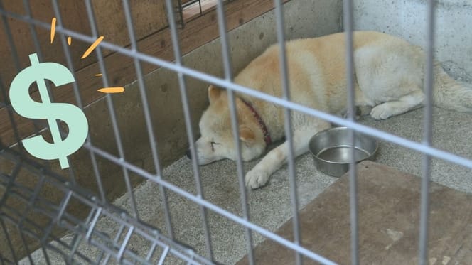 perro en jaula dinero
