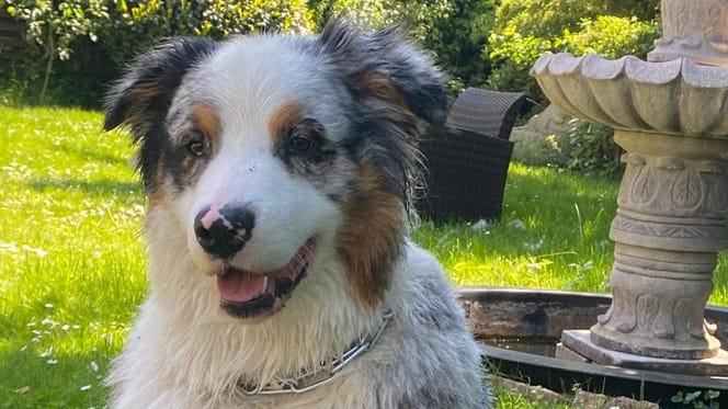 Chico wird verzweifelt gesucht.