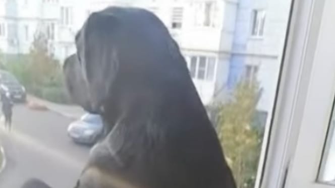perro mirando por la ventana