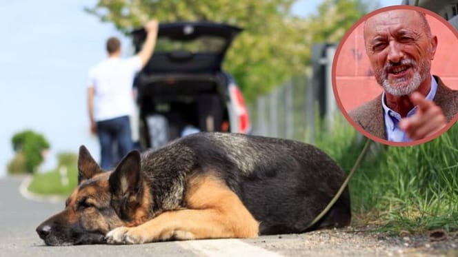 perro abandonado en la carretera
