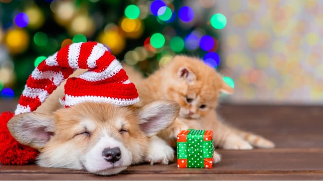 perro y gato regalo navidad