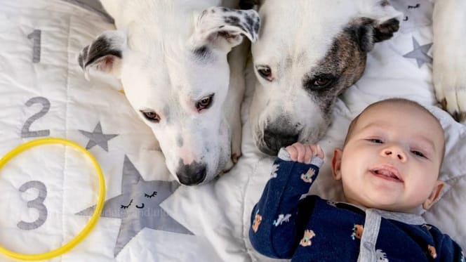 Zwei Hunde und ein Baby