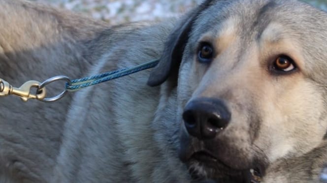 Trauriger Blick: Kangal-Mix Finnick.