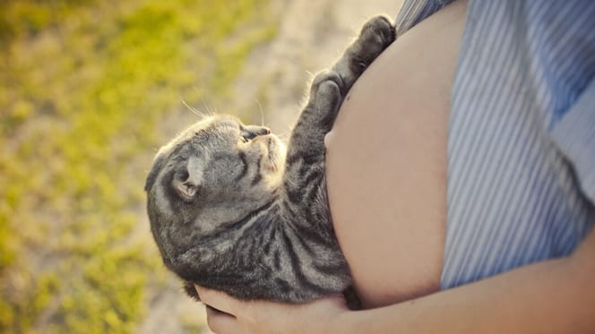 gato toca la barriga de una embarazada